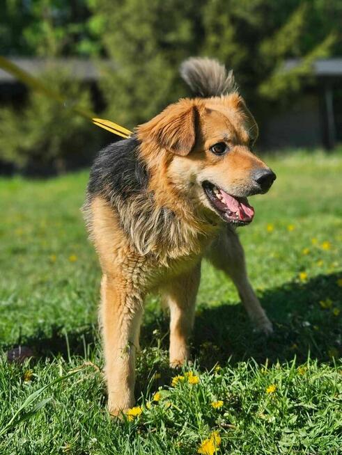 Bekon szuka domu schronisko Zgierz-aktualne