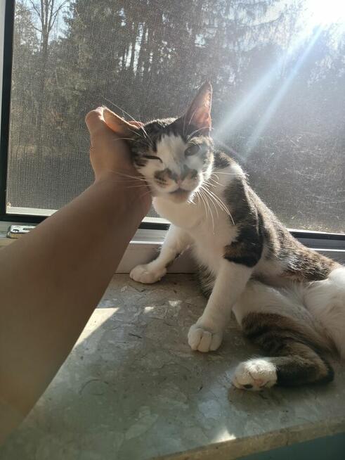 Fantastyczna, proludzka i kontaktowa Sysia, która ma 1,5 rok