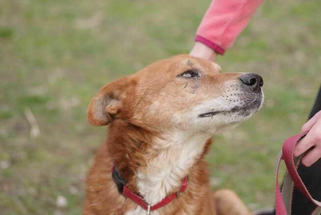 Gerard szuka domu -schronisko Zgierz-aktualne