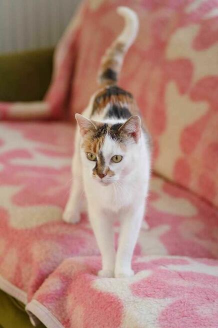 kotki szukają domów schronisko Zgierz-aktualne