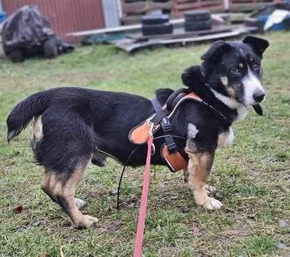 Cwaniak szuka domu schronisko Zgierz-aktualne