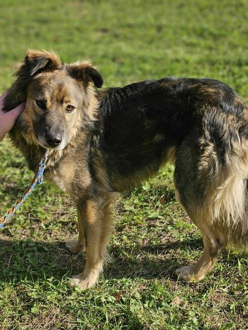 Gapcio szuka domu schronisko Zgierz-aktualne