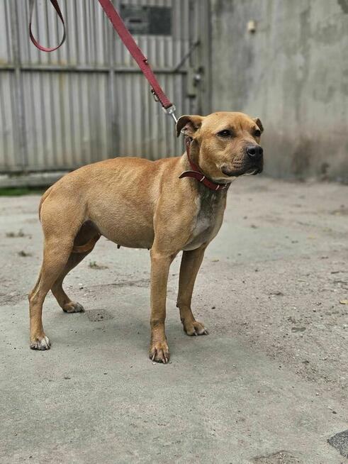 American Staffordshire Terrier Amstaff- schronisko -aktualne