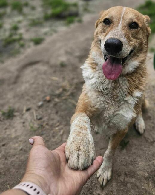 Naked szuka domu schronisko Zgierz -aktualne