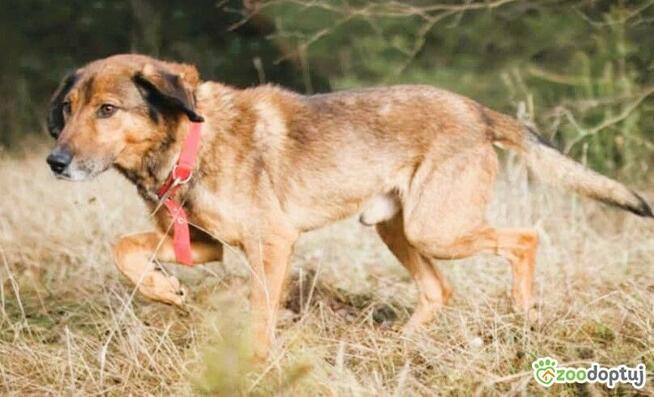 BODZIO - oddany, wierny psiak szuka domu