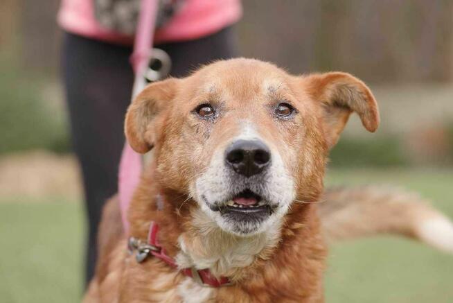 Gerard szuka domu -schronisko Zgierz-aktualne