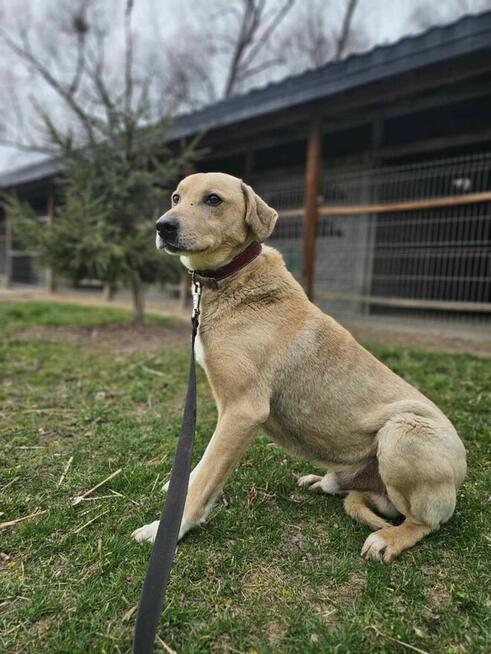 Labrador mix Sunrise szuka domu schronisko Zgierz-aktualne