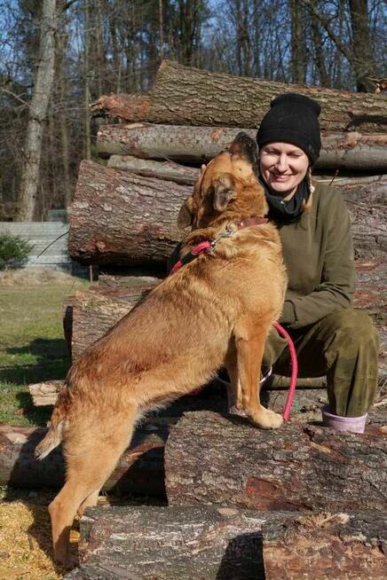 Goka szuka domu -schronisko Zgierz-aktualne