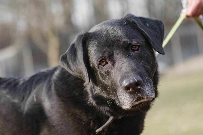 labrador mix Waligóra szuka domu schronisko Zgierz-aktualne