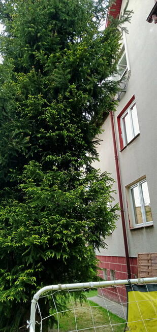 Oddam drzewo w zamian za wycinkę