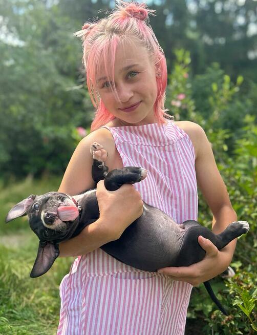 Szczenięta Amerykańskiego Pitbull Teriera