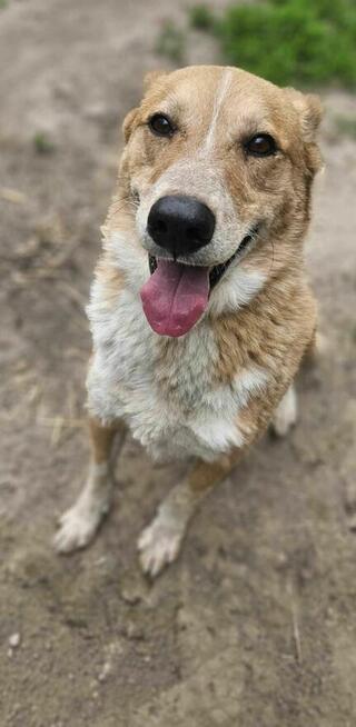 Naked szuka domu schronisko Zgierz -aktualne