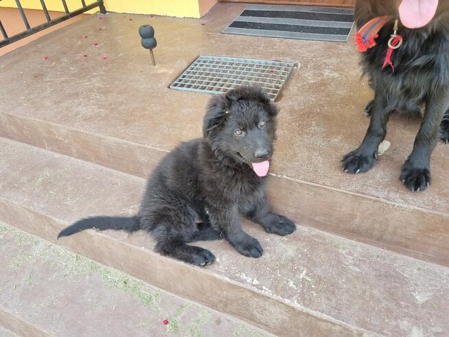 owczarek staroniemiecki długowłosy