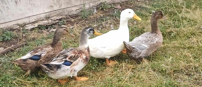 Sprzedam Kaczki Staropolskie
