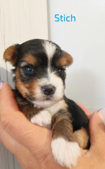 Rezerwacja York Terier Biewer