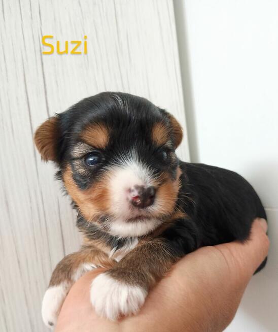 Rezerwacja York Terier Biewer