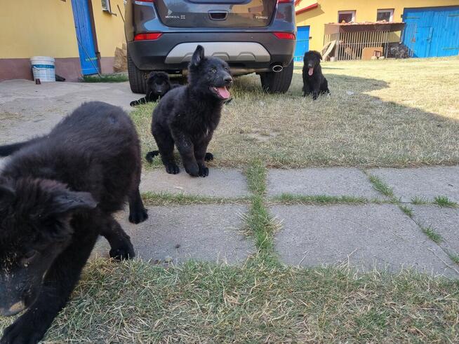 owczarek staroniemiecki długowłosy