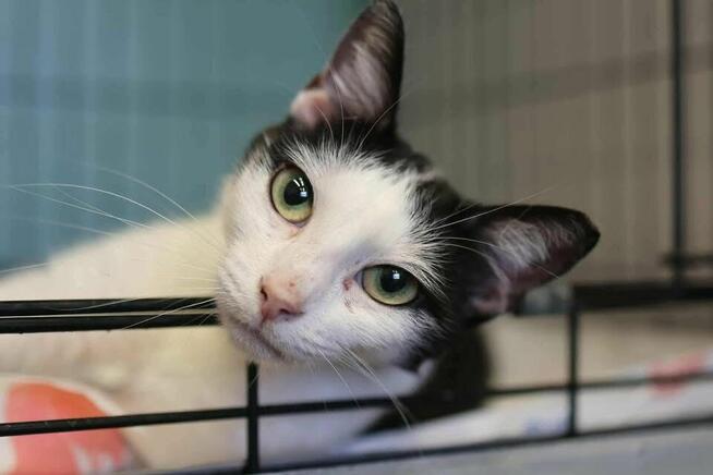 Wyjątkowa koteczka potrzebuje domku!