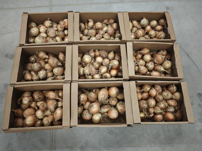 Cebula jest słodka!!!!!