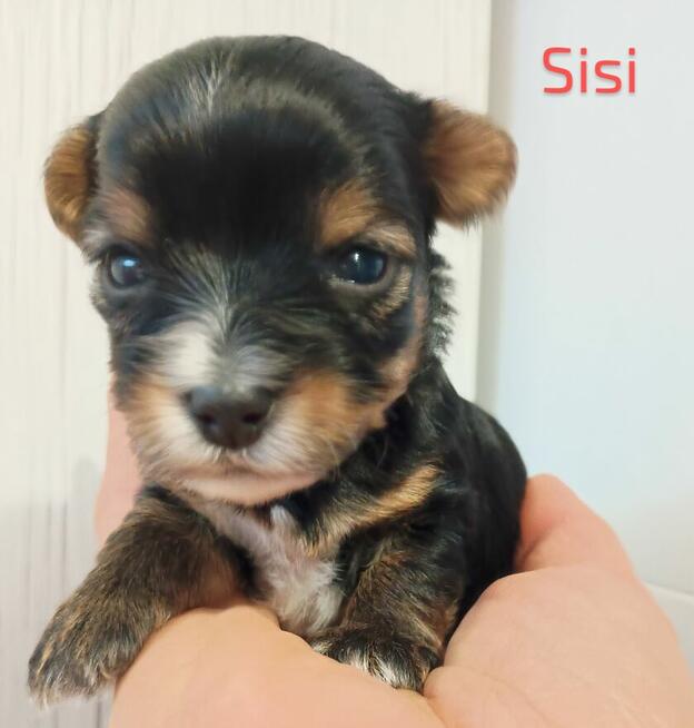 Rezerwacja York Terier Biewer