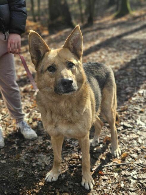 Owczarek mix Gładki szuka domu schronisko Zgierz-aktualne