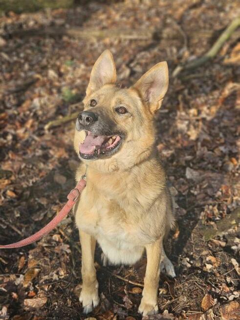 Owczarek mix Gładki szuka domu schronisko Zgierz-aktualne