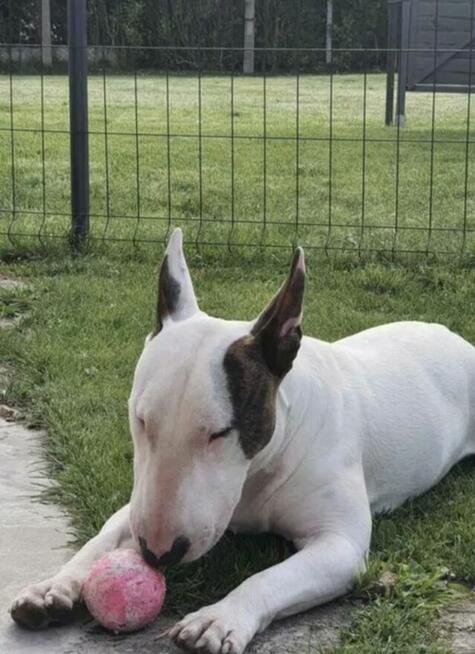 Bulterier standard reproduktor