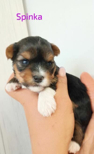 Rezerwacja York Terier Biewer