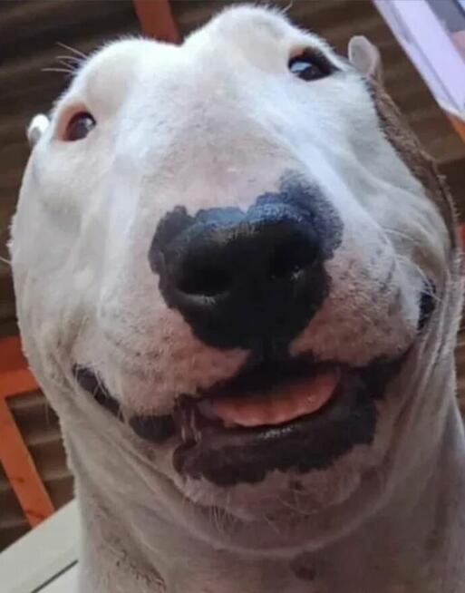 Bulterier standard reproduktor