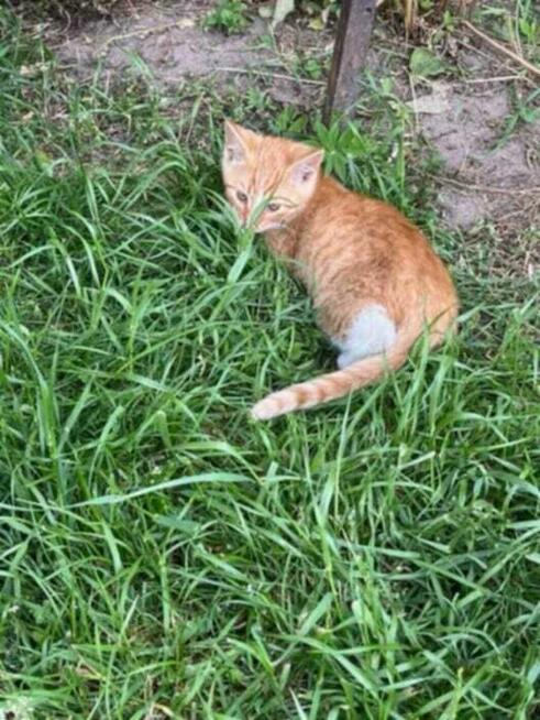 Szukamy pilnie dt dla kociej rodzinki porzuconej na działce