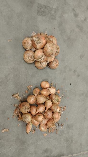 Cebula jest słodka!!!!!