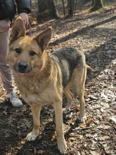 Owczarek mix Gładki szuka domu schronisko Zgierz-aktualne