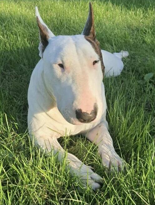 Bulterier standard reproduktor