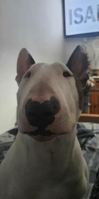 Bulterier standard reproduktor