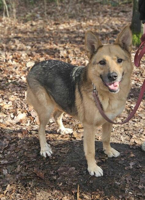 Owczarek mix Gładki szuka domu schronisko Zgierz-aktualne