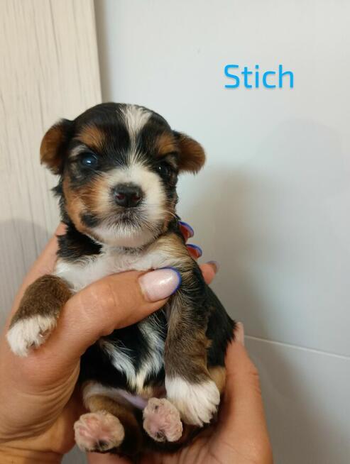 Rezerwacja York Terier Biewer