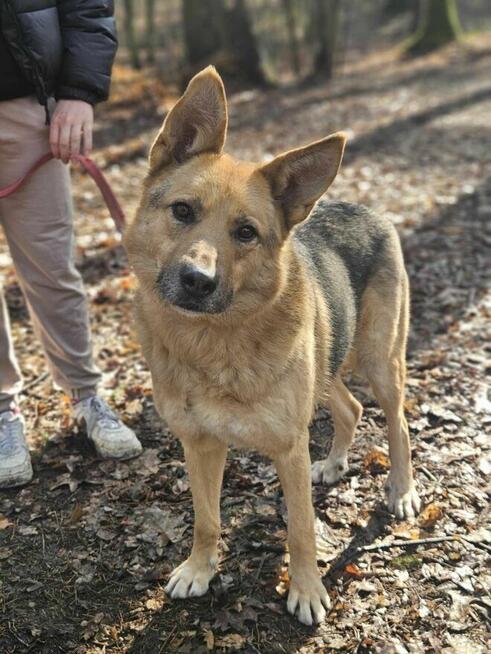 Owczarek mix Gładki szuka domu schronisko Zgierz-aktualne