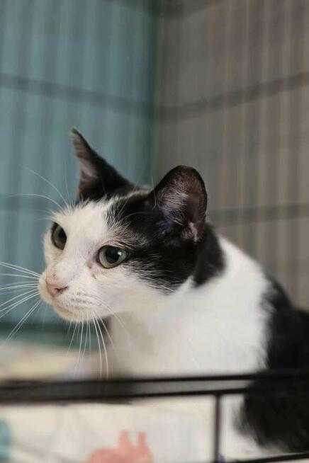 Wyjątkowa koteczka potrzebuje domku!