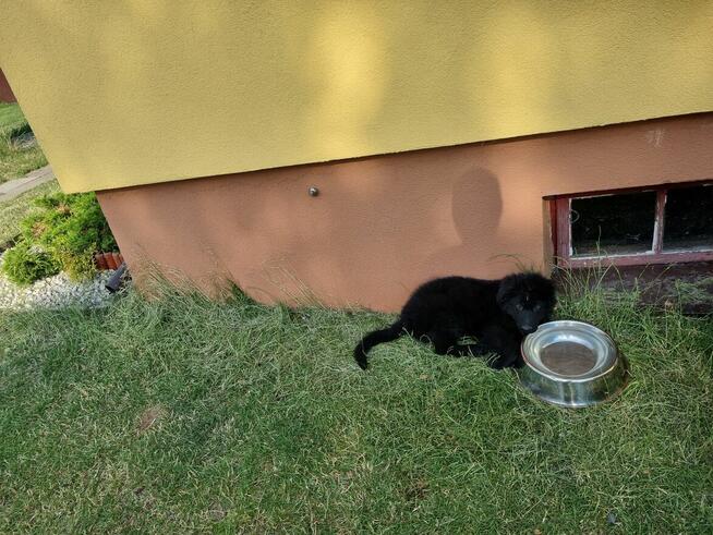 owczarek staroniemiecki długowłosy