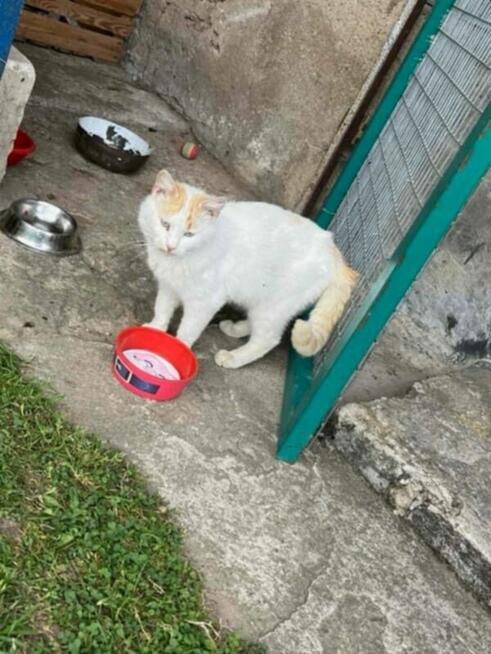 Szukamy pilnie dt dla kociej rodzinki porzuconej na działce