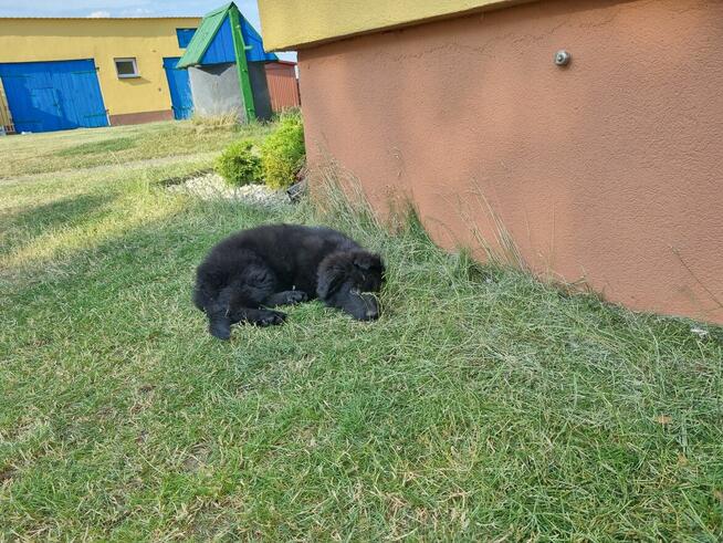 owczarek staroniemiecki długowłosy