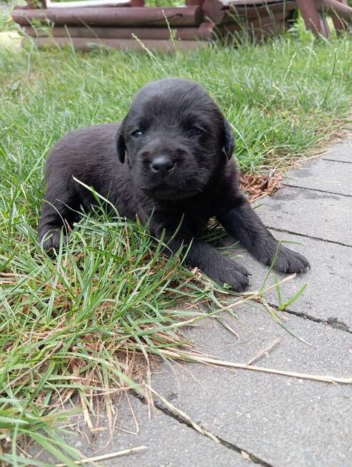 Labrador retriever szczeniak z rodowodem