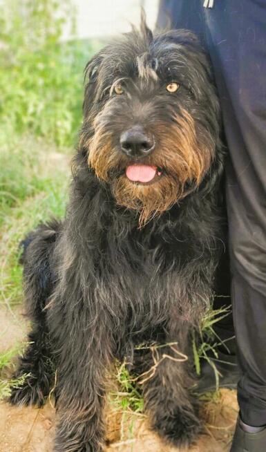 BRYTAN - 2 letni psiak w typie sznaucera szuka domu