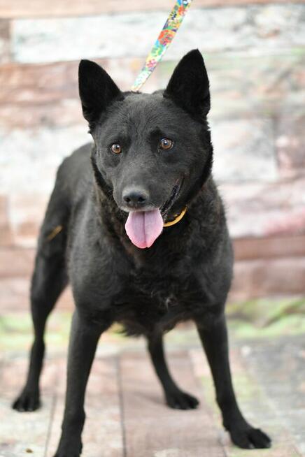 Radosna LImba szuka rodzinki do pokochania!