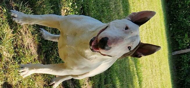 Bulterier standard reproduktor