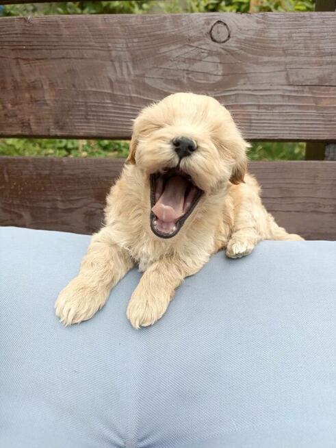 Cudna dziewczynka maltipoo Zapraszam