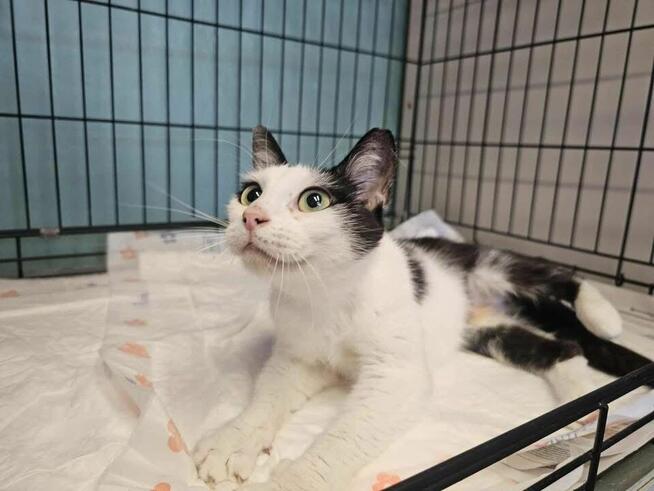 Wyjątkowa koteczka potrzebuje domku!