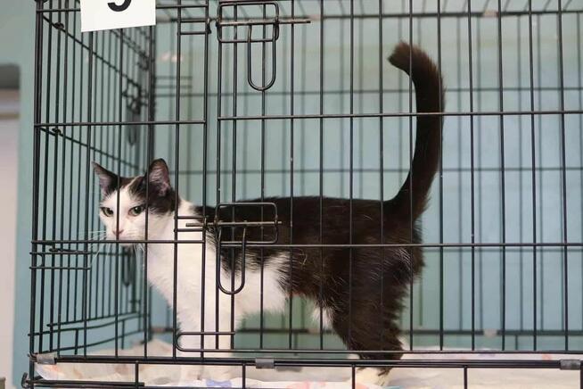 Wyjątkowa koteczka potrzebuje domku!