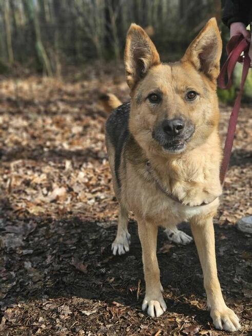 Owczarek mix Gładki szuka domu schronisko Zgierz-aktualne