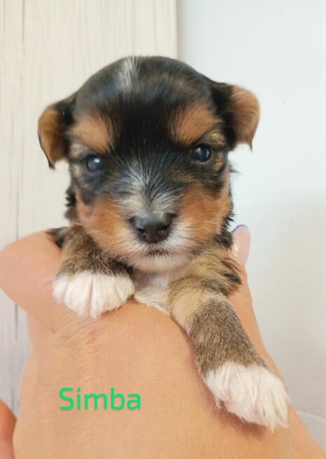 Rezerwacja York Terier Biewer